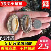 鲜活鲍鱼野生小鲍鱼活鲍鱼鲜活贝类鲜鲍鱼大鲍鱼全国 包邮