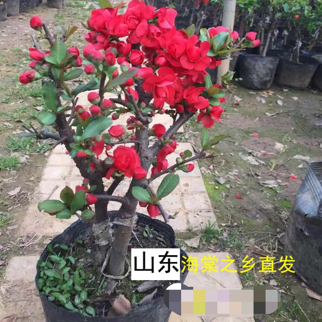 红千鸟开花图片图片