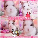 纯种安哥拉道奇长毛盖脸猫猫兔活兔