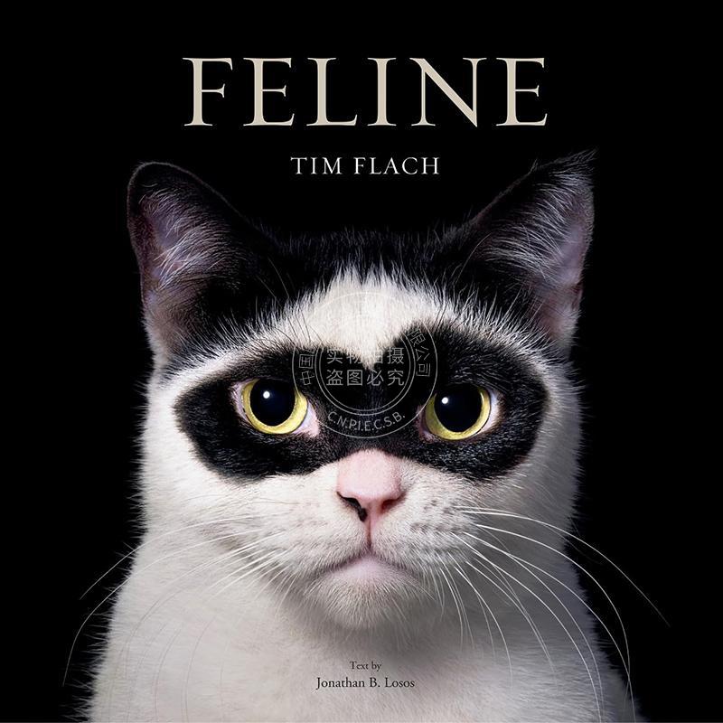 现货 猫科动物:摄影作品 Tim Flach摄影集 英文原版 Feline: Photographs