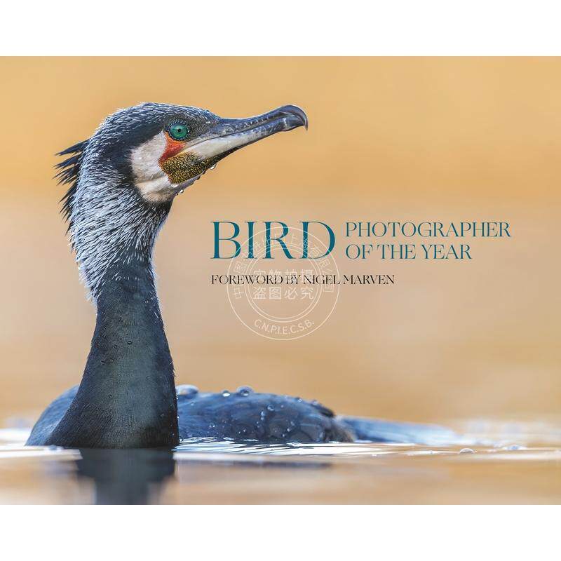 Bird Photographer of the Year年度鸟类摄影师合集10 普林斯顿