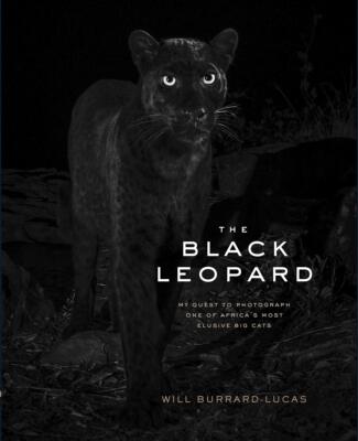 现货 寻找黑豹之旅 非洲野生动物摄影纪录画册 英文原版 The Black Leopard:My Quest to Photograph One of Africa Big Cats