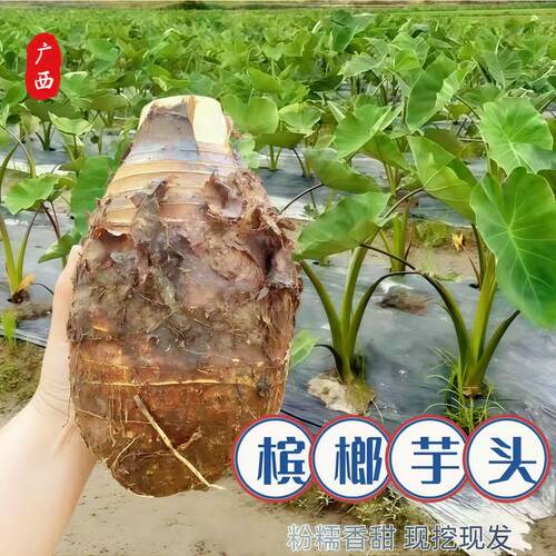 正宗广西荔浦芋头新鲜槟榔采挖粉芋农户现挖