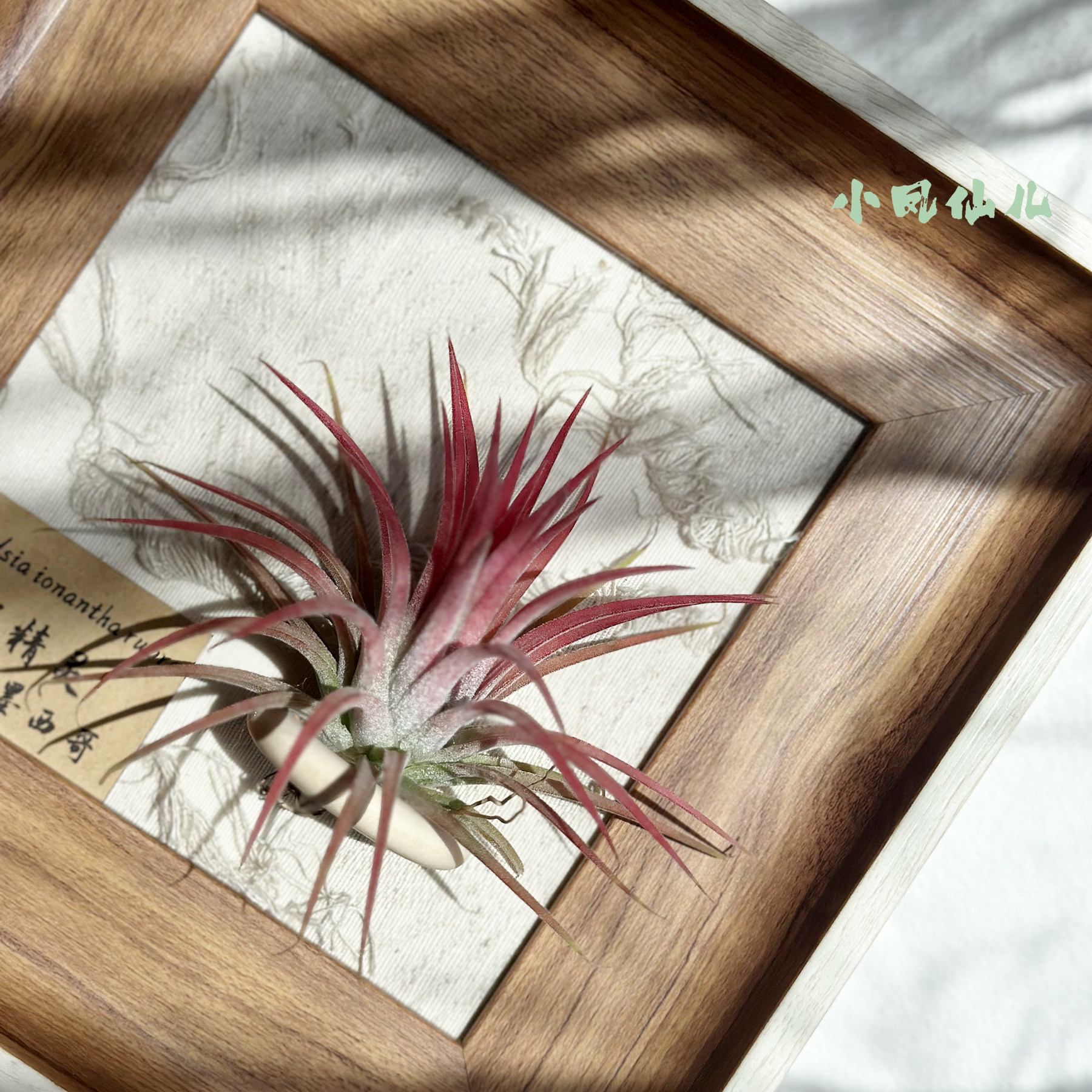 ins空气凤梨套餐磁吸现代装饰画框复古桌面挂墙原木白边相框5寸,鲜花速递/花卉仿真/绿植园艺,红掌/凤梨/温室花卉,淘宝优惠券,粉丝福利购,淘宝优惠卷