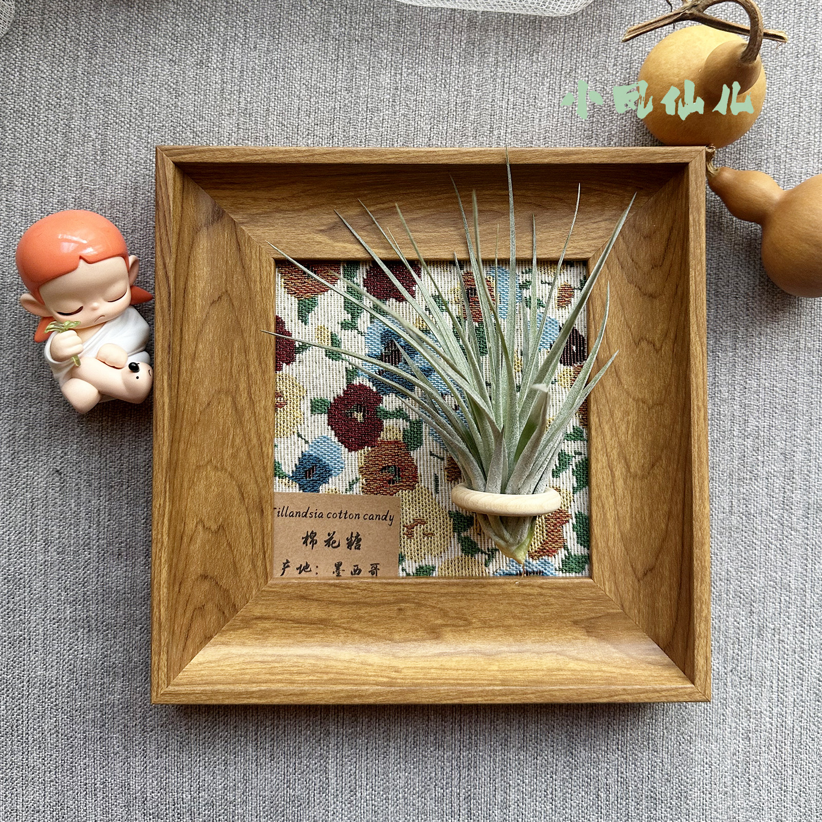 小凤仙儿空气凤梨套餐懒人现代画框桌面墙上原木色相框5寸新背景,鲜花速递/花卉仿真/绿植园艺,空气凤梨/积水凤梨,淘宝优惠券,粉丝福利购,淘宝优惠卷