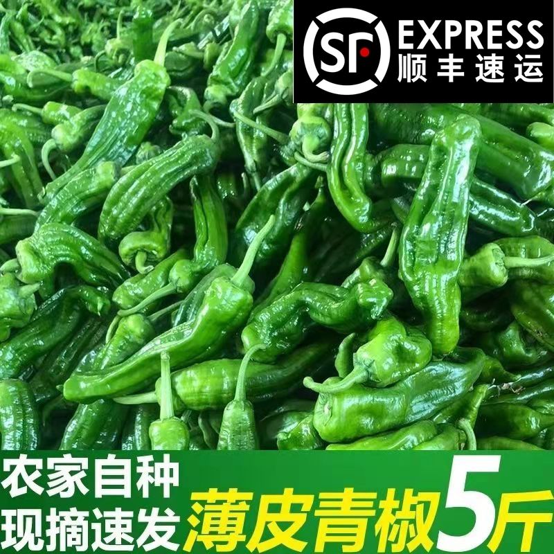 苏北薄皮青椒新鲜青辣椒不辣虎皮青椒应季时令蔬菜农家自种