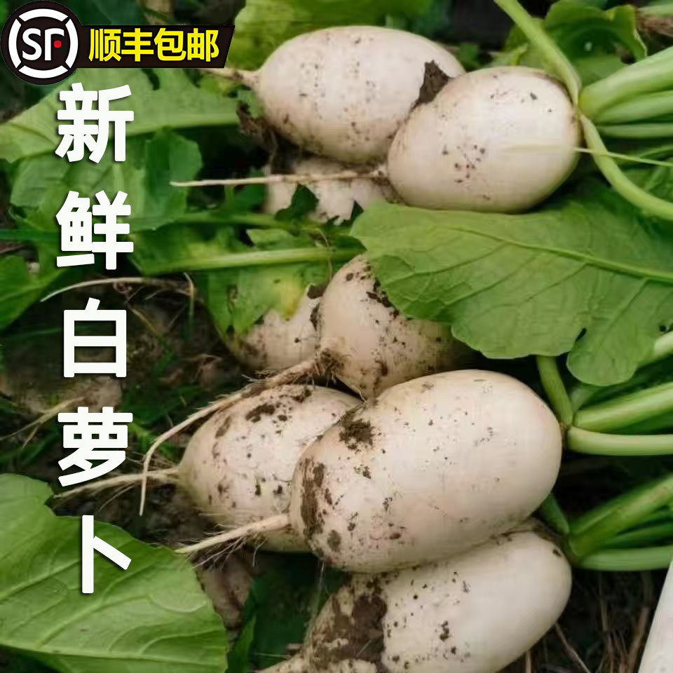 苏北东台新鲜白萝卜现挖现发农家自种白萝卜当季蔬菜白脆萝卜,水产肉类/新鲜蔬果/熟食,萝卜/胡萝卜,淘宝优惠券,粉丝福利购,淘宝优惠卷
