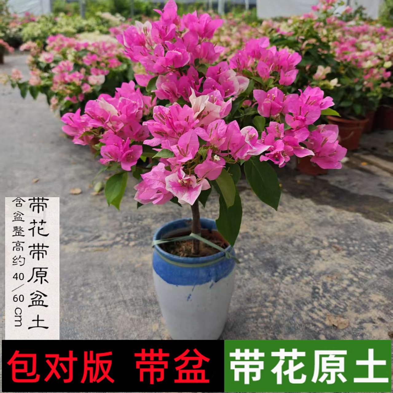 漳红樱三角梅带花盆栽绿樱爬藤重瓣老桩四季开花庭院植物勤花