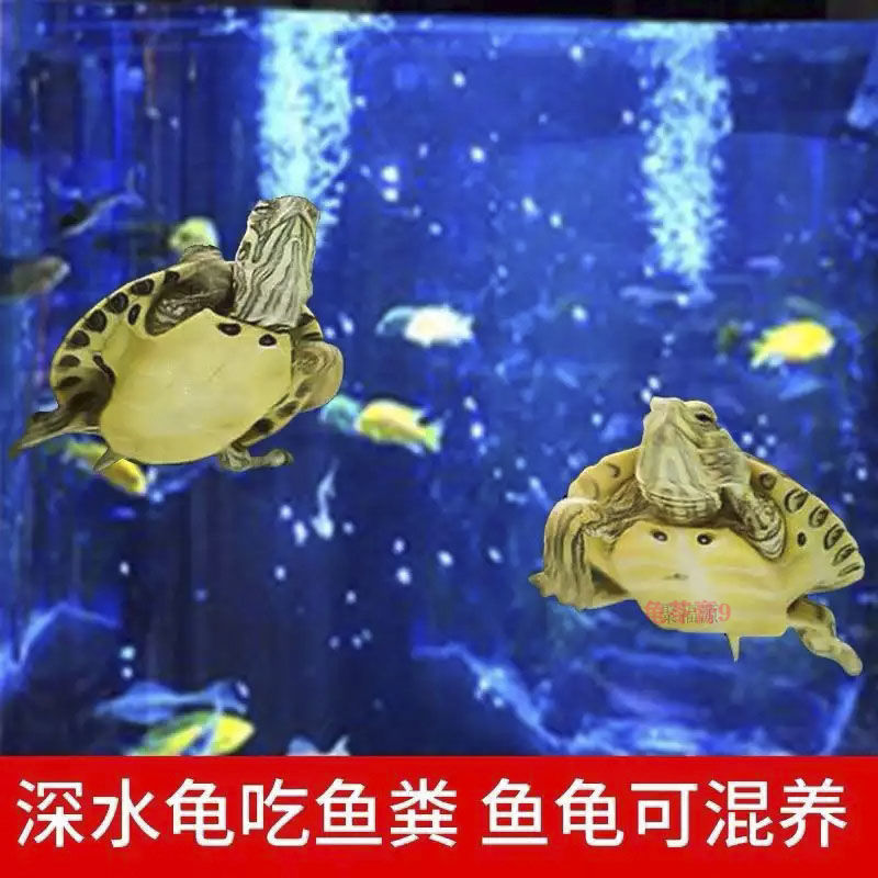黄耳深水龟杂食吃粪便鱼缸清理吃粪便黄耳龟宠物乌龟深水清洁龟