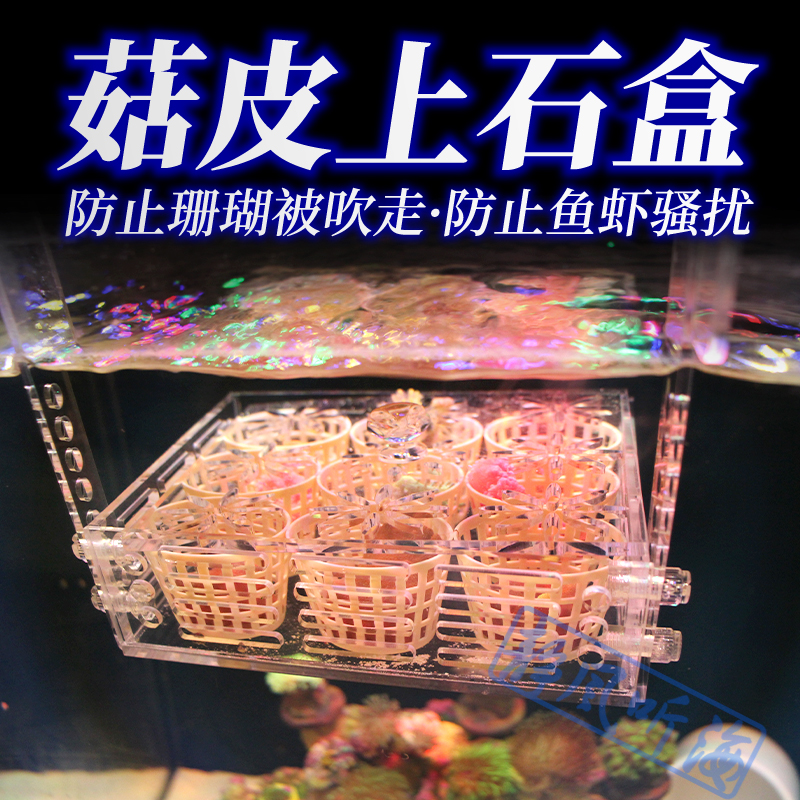 静风听海菇皮上石盒固定珊瑚
