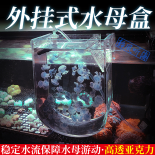 水母缸海缸外挂水母盒水循环亚克力水母饲养活物生态造景观赏养殖