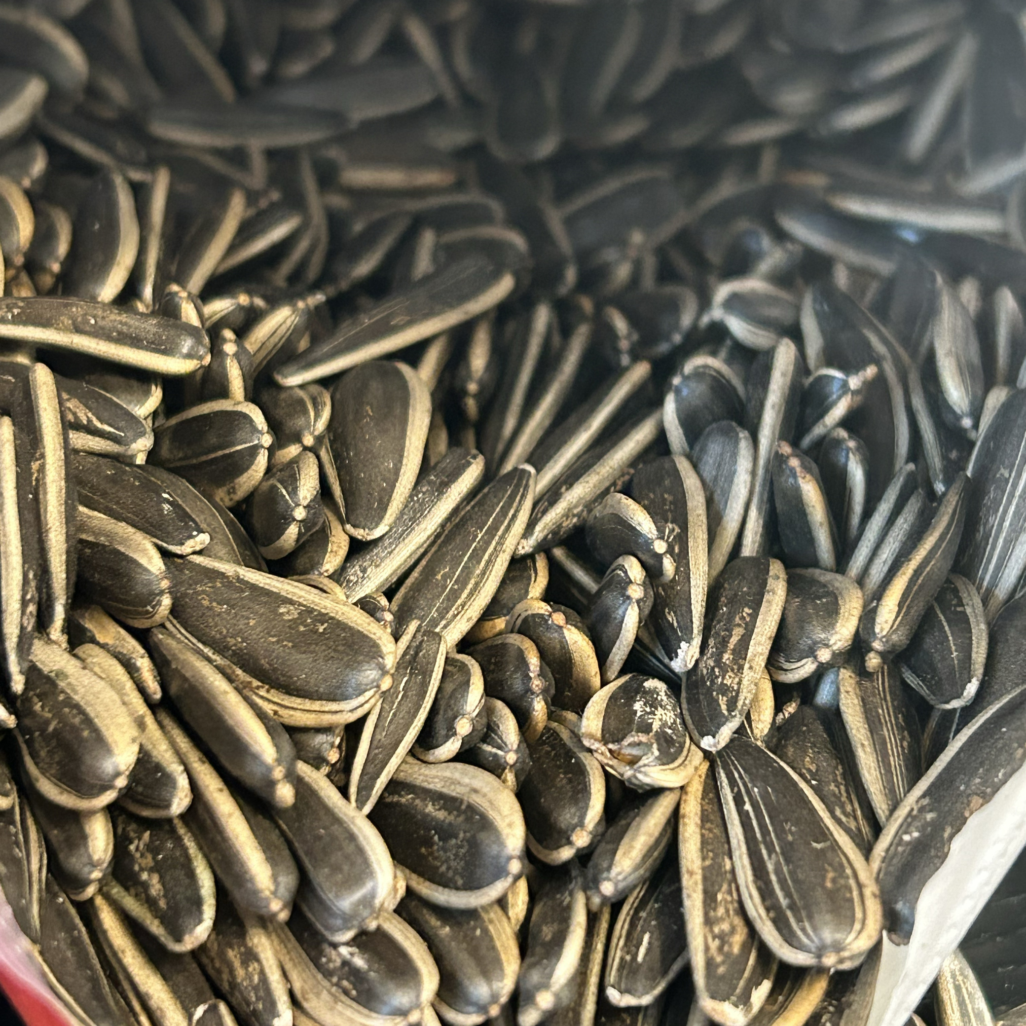 新疆特产 原味炒瓜子 炒熟葵花籽 干果炒货