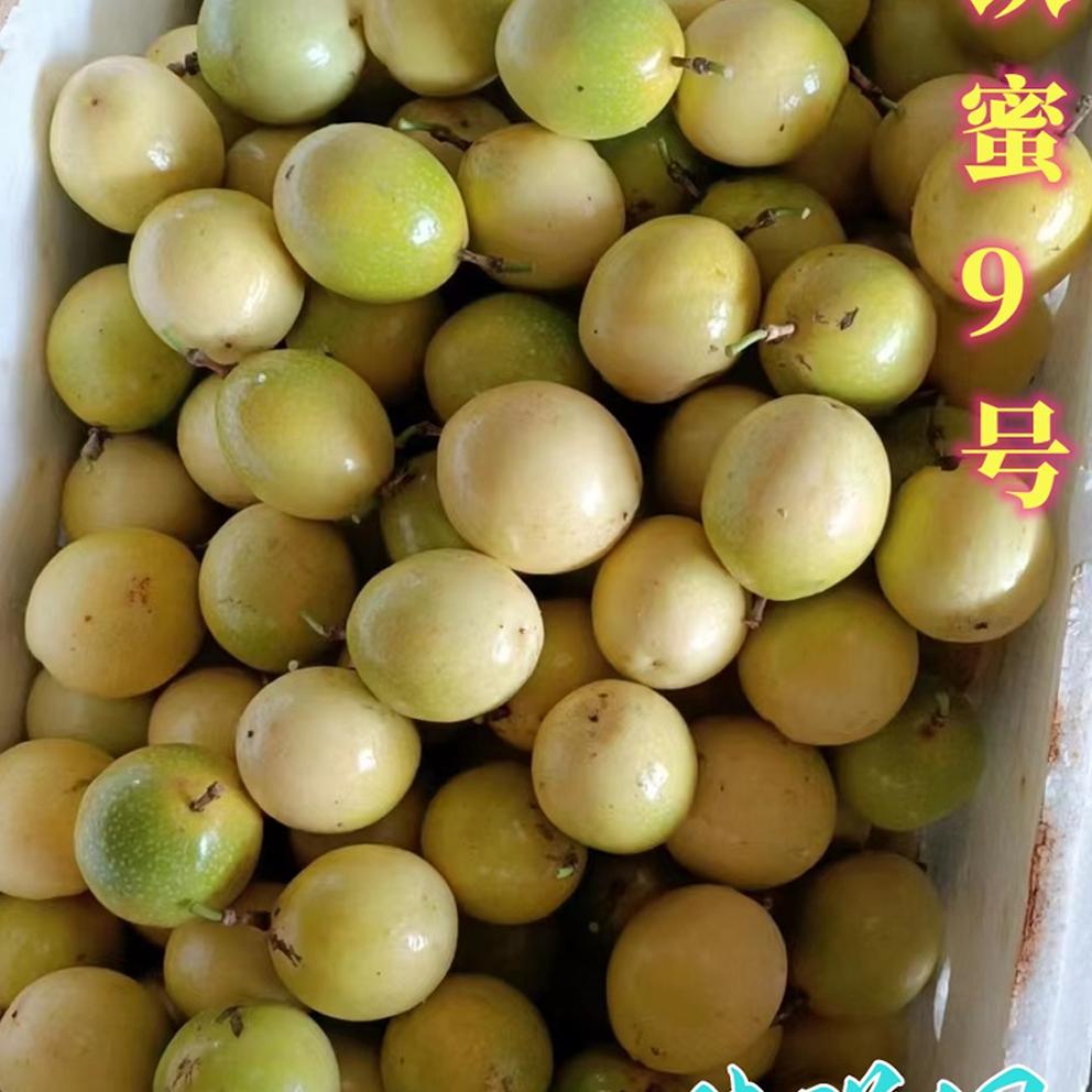 钦蜜9号纯甜无酸百香果高甜度
