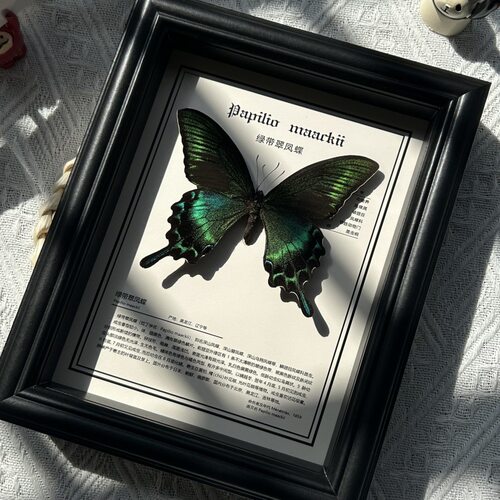 真蝴蝶标本相框手工立体成品家具摆件饰品壁挂特别的生日礼物礼品