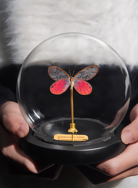 天然真蝴蝶动物标本玻璃球家居装饰摆件高级送女朋友闺蜜生日礼物