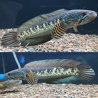 雷龙鱼价格\/报价_雷龙鱼畅销商品比价 - 挖东西