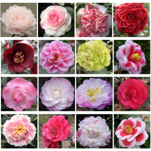 友之浦名贵山茶花盆栽四季常绿室内观花植物福建龙岩正品带花苞苗