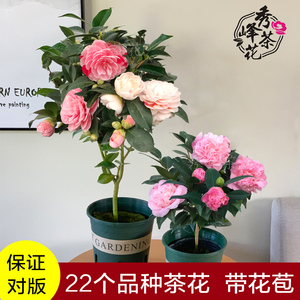 五色赤丹茶花盆栽花卉植物室内四季十八学士进口带花苞名贵茶花苗