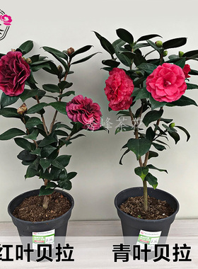 红叶贝拉大玫瑰紫色茶花盆栽名贵树苗稀有品种带花盆景龙岩茶花