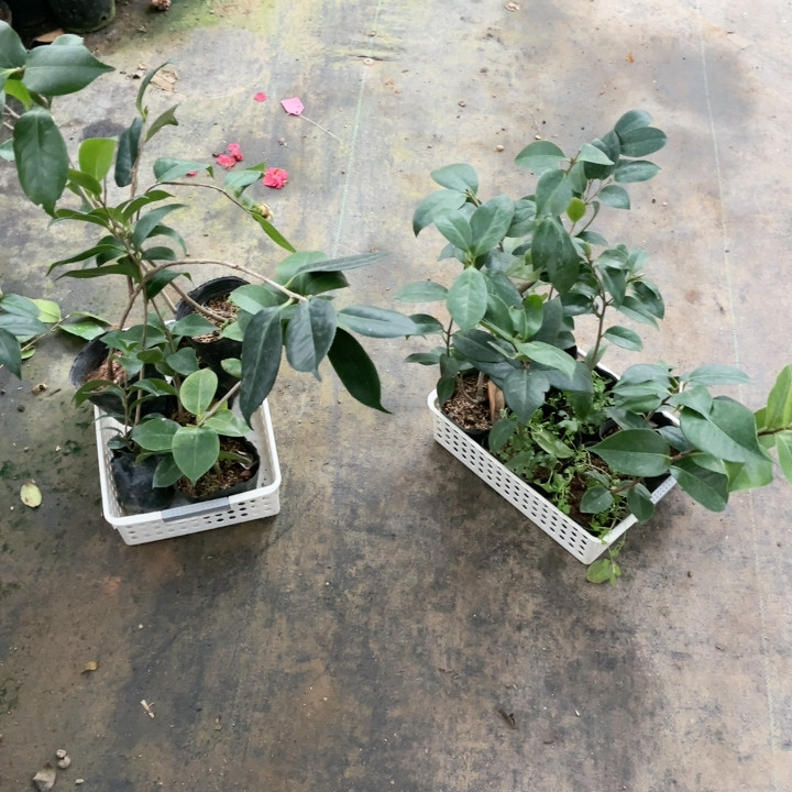 杂苗,鲜花速递/花卉仿真/绿植园艺,时令草本花卉,淘宝优惠券,粉丝福利购,淘宝优惠卷