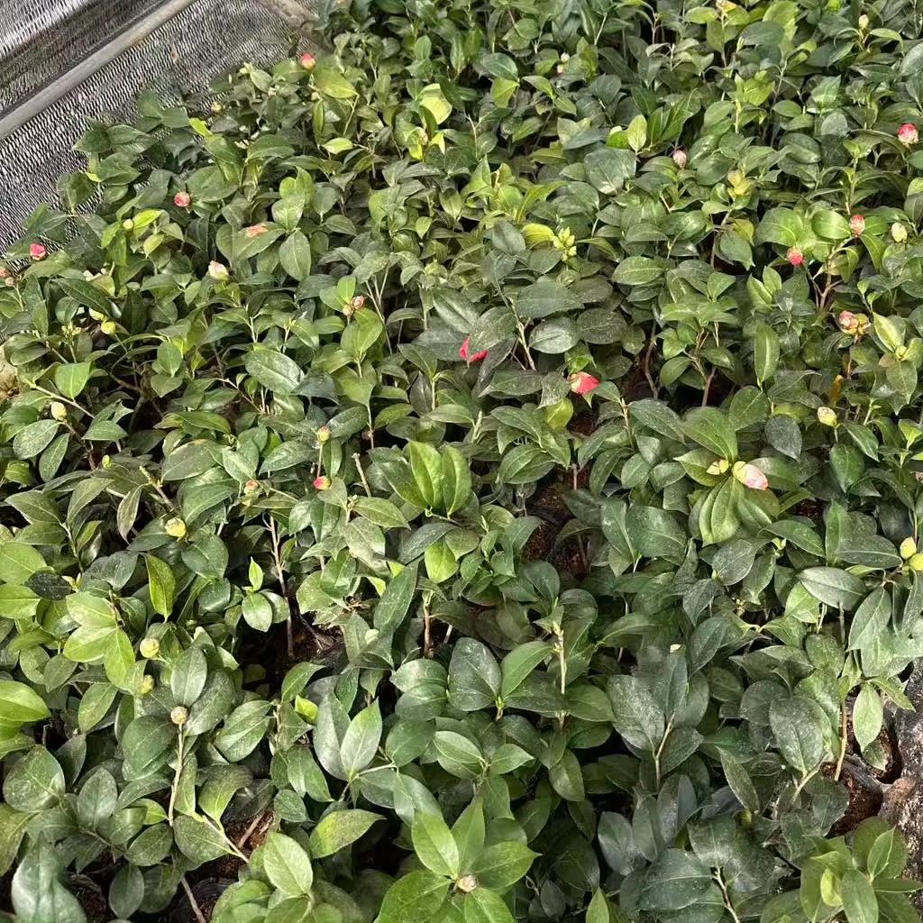 2-3年山茶花盆栽清货处理客厅茶花