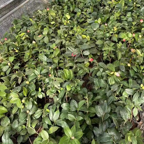 2-3年山茶花盆栽清货处理客厅阳台室外庭院绿植福建龙岩顺丰包邮