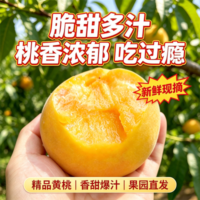 甄选精品山东蒙阴蜜桃黄桃新鲜毛桃水果带箱5斤黄桃罐头首选好吃
