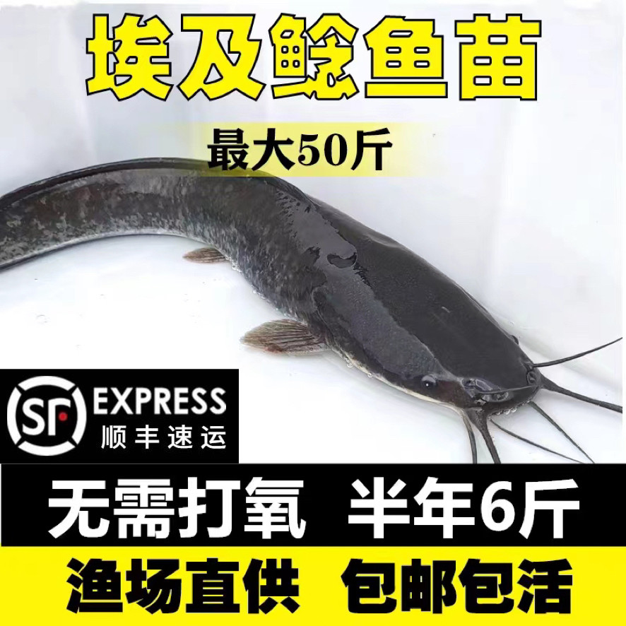 八胡子鲶鱼苗活体淡水送防损包邮