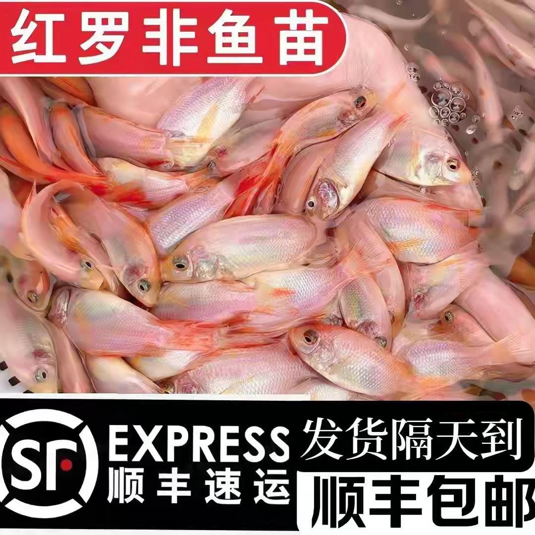 红色非洲鲫鱼苗 红罗非鱼苗 彩虹雕鱼苗 粉色罗非鱼苗 淡水鱼