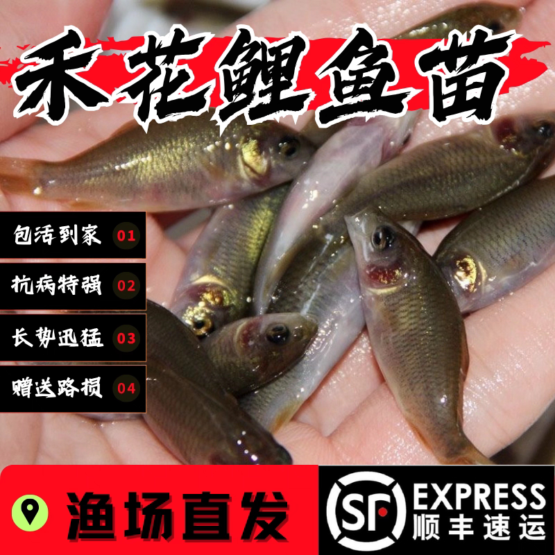 淡水养殖活体食用禾花鲤鱼苗
