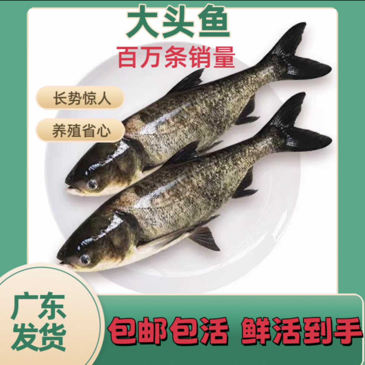 花鲢鱼苗淡水好养殖鲢鳙鱼苗胖头鱼鳊鱼四大家鱼雄鱼大头鱼苗