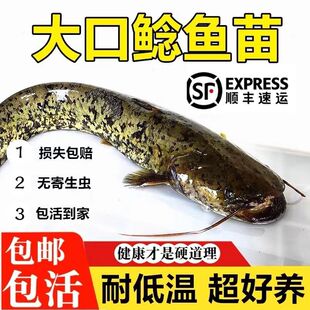 大口鲶鱼苗鲶鱼苗南方大口鲶土鲶鱼苗凶猛路亚量二须鲶鱼鱼