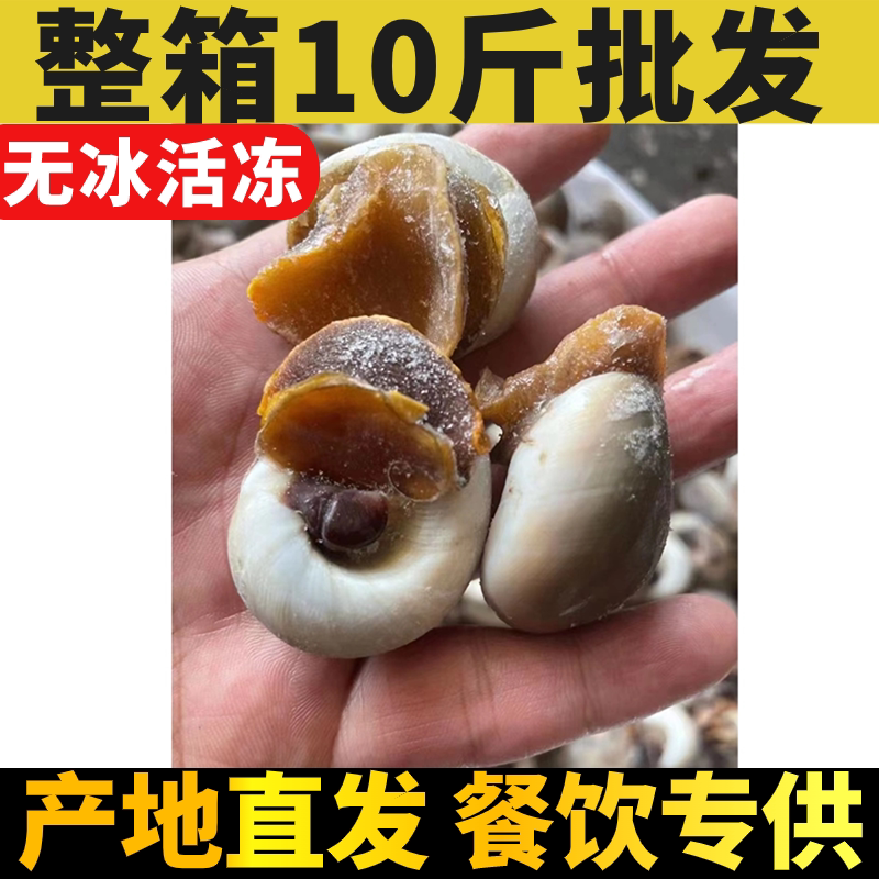 无冰新鲜冷冻玉螺中号猫眼螺香海螺水产贝类沙批捞汁小海鲜10斤发