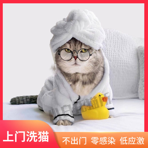 宠物上门洗澡猫咪喂养免应激
