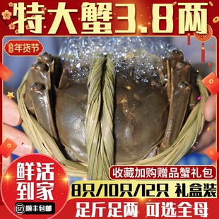 余记17年店江苏10只大闸蟹鲜活螃蟹礼盒官方旗舰全母活蟹河蟹礼盒