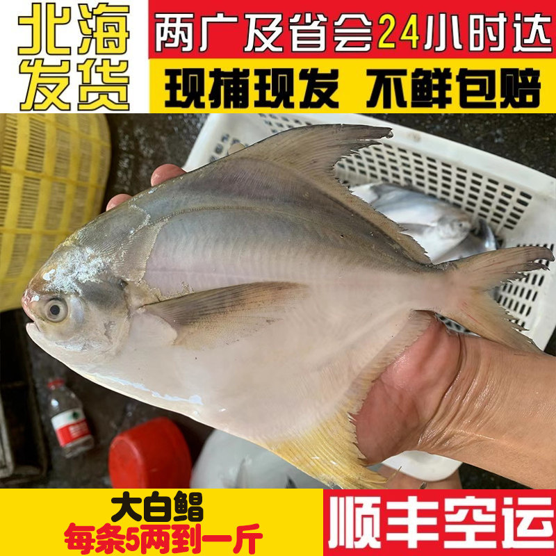 北海白鲳鱼 大号银鲳鱼 新鲜冷冻鲳鳊鱼5-10两/条鲜冻大鲳鱼顺丰