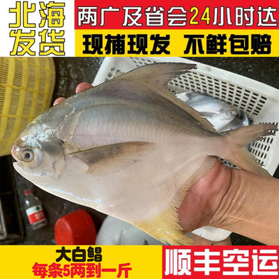 野生海捕肉质细腻肥厚油脂丰富