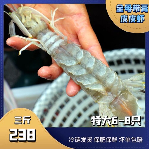 涠洲岛全母带膏大皮皮虾