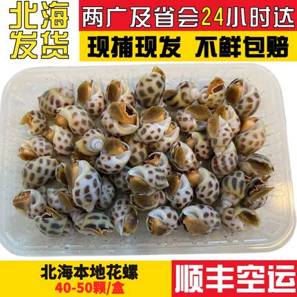 花螺鲜活个大肉多口感爽滑超大海螺东风螺海鲜水产冰鲜香螺包邮鲜