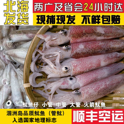 涠洲岛灯照鱿鱼生鲜 火箭鱿鱼 水鱿鱿鱼仔枪乌贼锁管精品鱿鱼生鲜