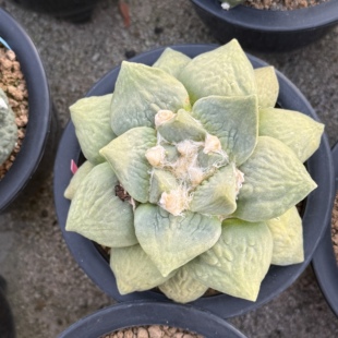 自根黄体牛舌玉