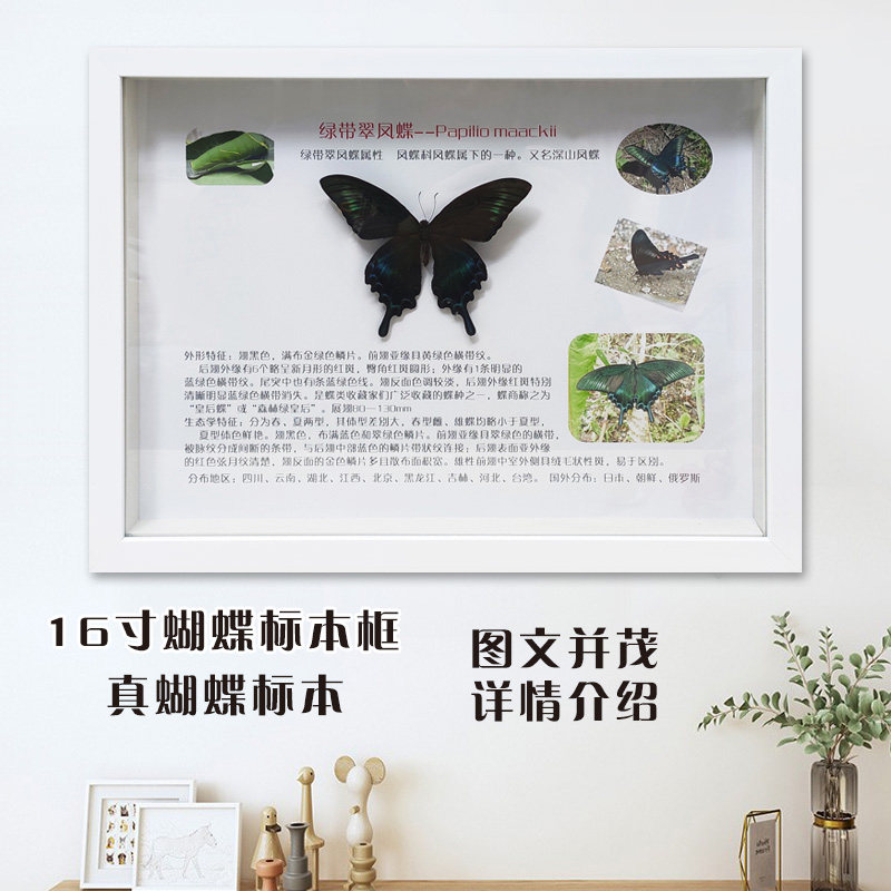 真昆虫蝴蝶标本青凤动物植科普教学图文详情介绍装饰立体挂件相框