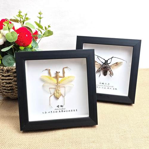 展翅昆虫天牛包邮摆放方相框科普