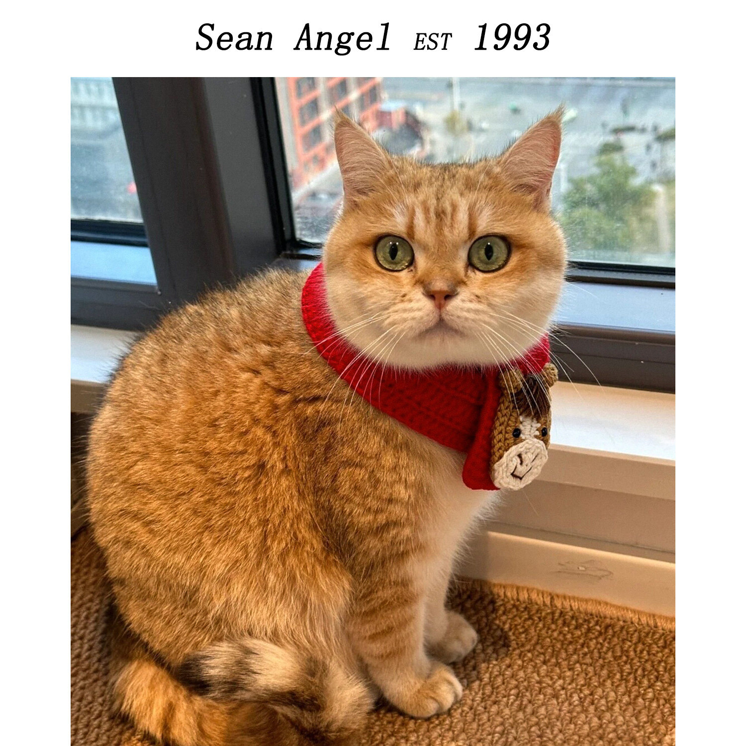 宠物针织项圈猫咪围脖新马年口水巾狗狗围兜生日配饰装扮小猫礼物