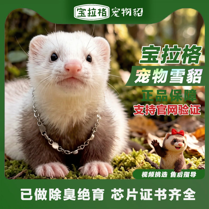 宝拉格宠物貂 雪貂宠物 幼崽活物小型活体幼崽动物可爱貂宠物萌宠