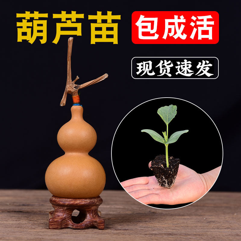 葫芦苗手捻小葫芦种子八宝文玩观赏盆栽特大亚腰葫芦籽大葫芦苗秧,鲜花速递/花卉仿真/绿植园艺,种苗/半成品盆栽,淘宝优惠券,粉丝福利购,淘宝优惠卷