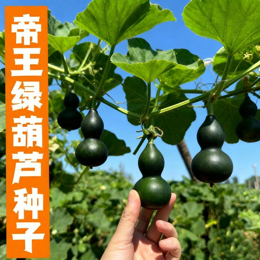 新品翠玉葫芦种子翡翠墨绿籽器超小平底稳坐墨绿葫芦种子紫皮新鲜