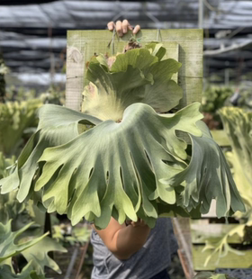 A23象耳x爪哇鹿角蕨Platycerium elephantotis x P.willinckii