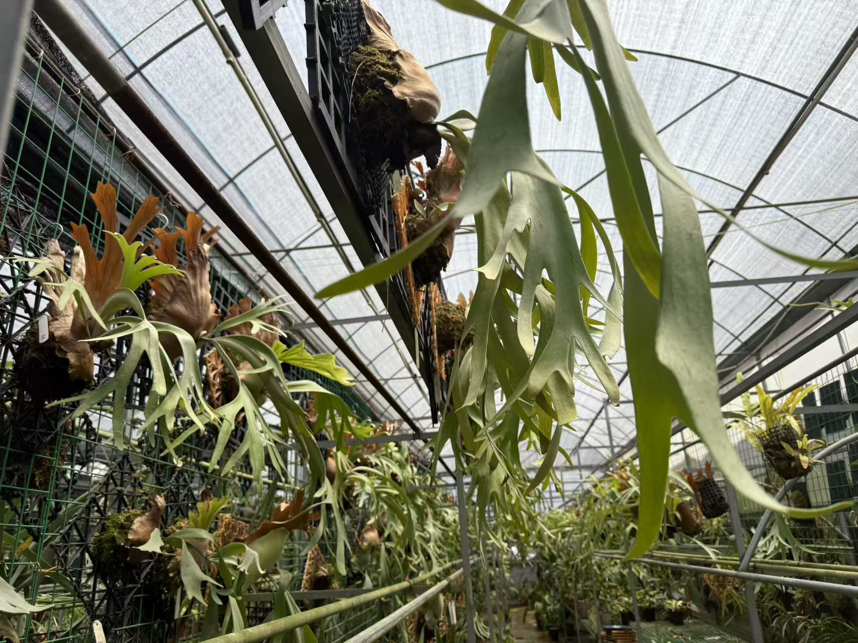 A11 爪哇 波哥 鹿角蕨P.willinckii borgo  高冠 人手必入品种