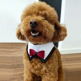 Костюм, шарф, чокер, свадебное платье, слюнявчик, аксессуар